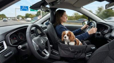 Chien en voiture : en 2026, ce simple accessoire Amazon à moins de 40 € peut vous éviter une amende salée (et bien pire)