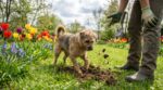 En avril, ce signal venu du sol affole votre chien : pourquoi il creuse partout au jardin et comment l&rsquo;apaiser sans le gronder