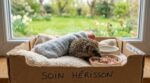 En mai, si vous croisez un bébé hérisson en plein jour, cet objet de votre cuisine peut lui sauver la vie en 10 minutes