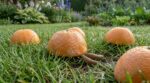 Limaces sur la pelouse : les jardiniers invités à poser ce fruit du petit-déjeuner dans l’herbe plutôt que des granulés