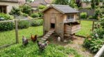 Moins de 100 € chez Jardiland : cet abri en bois massif affole les éleveurs amateurs et promet bien plus que des œufs
