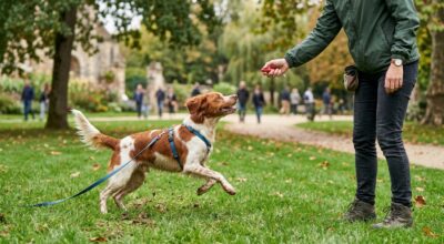 Rappel impossible, frayeurs à chaque balade : cet accessoire à 3,99 € chez Maxi Zoo a rendu mon chien fiable en 3 jours