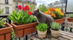 Vous avez un chat ? Ce réflexe avec les fleurs de votre balcon de printemps peut finir en urgence chez le vétérinaire