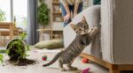 Ce bébé félin si mignon peut transformer votre quotidien en enfer : ces 5 erreurs d’éducation de 9 maîtres sur 10