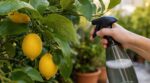 Ce mélange naturel à pulvériser sur le citronnier que peu de jardiniers connaissent stoppe net feuilles collantes et noires