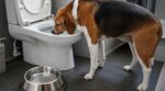 Ce réflexe étrange de votre chien pour boire dans cet endroit de la maison peut révéler un grave problème de santé en 2026