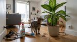 Ces 5 choses de votre intérieur attirent votre chat en permanence… mais les vétérinaires alertent, elles peuvent le tuer