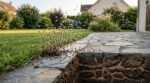 Ces fourmis de votre jardin se mettent soudain à voler : ce qui se prépare sous terre depuis des mois n’est pas ce que vous croyez