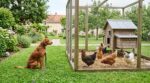 Cette erreur que presque tous les maîtres font avec ces animaux au jardin finit bien plus souvent en drame qu’ils ne l’imaginent