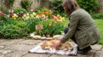 Cette fleur de printemps du jardin a failli tuer mon chat : l’erreur inconsciente que tant de maîtres font encore tous les jours