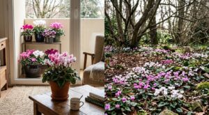 Cette fleur d&rsquo;ombre qui fleurit de l&rsquo;automne au printemps transforme salon, balcon et jardin, mais l&rsquo;erreur de variété ruine tout
