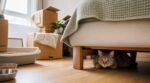 Depuis le déménagement, il ne sort plus : ce comportement chez votre chat révèle un problème bien plus grave qu’on le croit