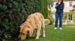 En France, des centaines de chiens meurent chaque année à cause de cette haie de jardin banale qui pousse peut-être chez vous
