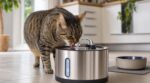 Fini la gamelle d’eau pour le chat : ce nouveau système conseillé par les vétérinaires éviterait des soucis urinaires à votre chat