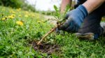 Fini les produits chimiques : ce geste de jardinier élimine les pissenlits sans outil et sauve enfin votre pelouse ce printemps