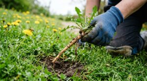 Fini les produits chimiques : ce geste de jardinier élimine les pissenlits sans outil et sauve enfin votre pelouse ce printemps