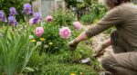 Jardin : ces 5 plantes qu’un horticulteur conseille d’arracher dès maintenant… et les 12 qu’il faut absolument épargner