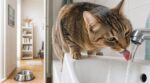 Si votre chat boit au robinet, c’est à cause de cet endroit de la maison où vous mettez son eau (et vous l’avez mal choisi)