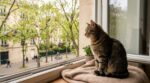 Si votre chat reste figé des heures à la fenêtre, il ne s’ennuie pas : il active en secret une faculté mentale que vous ignorez