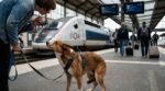 Si votre chien panique dans le train, ce réflexe très courant sur le quai le terrorise encore plus selon un vétérinaire