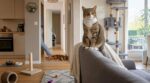 Si vous vivez avec un chat, ces 10 détails prouvent que ce félin a déjà pris le contrôle de votre maison sans que vous le voyiez