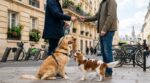 Vacances, budget explosé : ces maîtres en ville ne paient plus rien pour faire garder leur chien grâce à ce système qui se propage