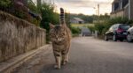 Votre chat disparaît plusieurs jours puis revient comme si de rien n’était : ce comportement cache cette réalité inquiétante