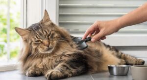 Canicule : cette tonte d’été que font tous les maîtres de chats à poils longs en pensant les aider cache un danger silencieux
