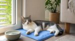 Canicule : si votre chat halète sur le carrelage, ce petit accessoire à moins de 10 € peut transformer son coin sieste tout l’été