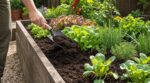 Carré potager surélevé : cette habitude avec ce sol ruine vos récoltes, voici à quelle fréquence il faut vraiment tout changer