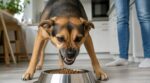 Ce comportement de votre chien pendant le repas paraît anodin… il annonce parfois une morsure qu’on n’a pas vue venir