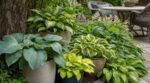 Ce feuillage d’ombre transforme un jardin sombre en oasis colorée, du simple pot au massif sans entretien ou presque
