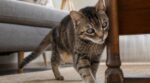 Ces « bêtises » de votre chat cachent souvent ce problème aux yeux grave : les signes à repérer avant qu’il ne soit trop tard