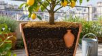 Cette erreur avec ce citronnier en pot vous prive de citrons à la maison : la méthode d’un permaculteur change tout