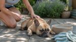 Cette erreur avec votre chien l&rsquo;été vous fait ignorer une surchauffe cachée qui peut devenir mortelle en quelques minutes