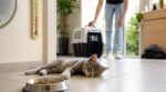 Cette erreur que font beaucoup de maîtres quand leur chaton de 4 mois mange moins à cause de la chaleur peut finir très mal