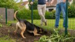Chien du voisin sous la clôture : ce plan d&rsquo;action protège votre jardin avant le gros conflit de voisinage qui explose