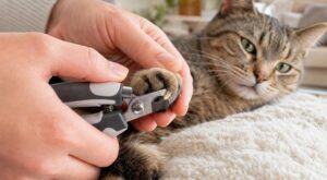 Couper les griffes de son chat sans sang ni cris : ce détail sur chaque patte que les vétérinaires utilisent et que vous ignorez