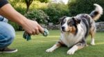 Fini les jeux que votre chien subit en silence : ce signal corporel révèle s’il prend plaisir à ce que vous lui proposez