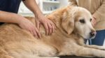 Je caressais mon chien tous les soirs : ce minuscule détail sous sa peau que le vétérinaire a repéré en quelques secondes