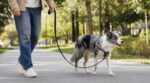 Mon chien tirait en laisse sans arrêt : ce détail dans ma façon de marcher a tout changé (et vous le faites sûrement)