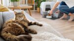 Vacances 2026 : cette organisation méconnue pour mon chat a remplacé la pension pour chat stressante et tout a changé