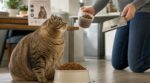 Vous pensez bien nourrir votre chat ? ces 3 habitudes au moment du repas expliquent pourquoi un sur deux finit en surpoids