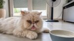 Vous pensez que tous les chats adorent l’été ? Ces races fragiles risquent le coup de chaleur fatal sans ces gestes simples