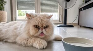 Vous pensez que tous les chats adorent l’été ? Ces races fragiles risquent le coup de chaleur fatal sans ces gestes simples