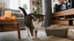 Vous pensez que votre chat exagère ? Ces 7 gestes du quotidien le stressent à bout sans que vous ne vous en rendiez compte