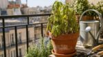 Canicule : cette herbe aromatique de balcon est en train de mourir chez vous, voici les gestes qui peuvent encore la sauver