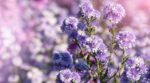 Rides profondes après 50 ans : cette fleur violette magnifique fonctionne mieux que le rétinol contre les rides